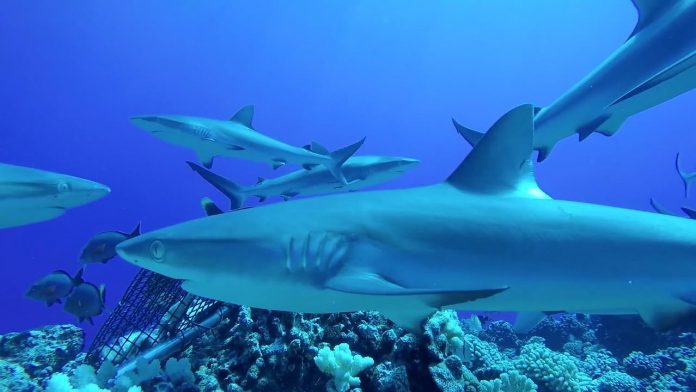 Dramatic decline in reef sharks, says new research