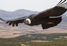Experts’ high-flying study reveals secrets of soaring birds (Study) Experts' high-flying study reveals secrets of soaring birds