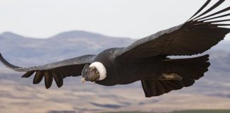 Experts’ high-flying study reveals secrets of soaring birds (Study) Experts' high-flying study reveals secrets of soaring birds