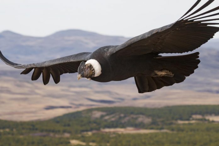 Experts' high-flying study reveals secrets of soaring birds
