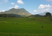 Eyes in the sky: How real-time data will revolutionize rice farming (Study) Eyes in the sky: How real-time data will revolutionize rice farming