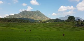 Eyes in the sky: How real-time data will revolutionize rice farming (Study) Eyes in the sky: How real-time data will revolutionize rice farming