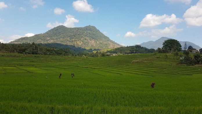 Eyes in the sky: How real-time data will revolutionize rice farming