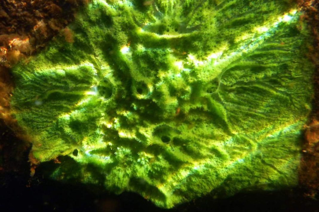 Freshwater sponges provide insight into human health and evolution Tdnews