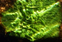 Freshwater sponges provide insight into human health and evolution Freshwater sponges provide insight into human health and evolution