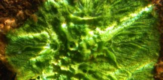Freshwater sponges provide insight into human health and evolution Freshwater sponges provide insight into human health and evolution