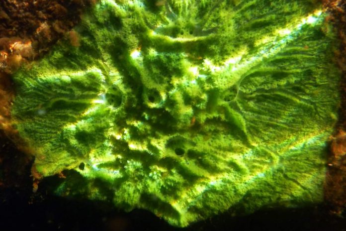 Freshwater sponges provide insight into human health and evolution