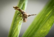 Gall fly outmaneuvers host plant in game of “Spy vs. Spy” (Study) Gall fly outmaneuvers host plant in game of "Spy vs. Spy"