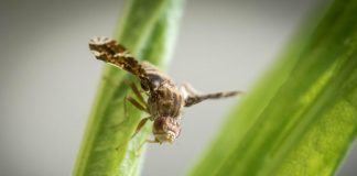 Gall fly outmaneuvers host plant in game of “Spy vs. Spy” (Study) Gall fly outmaneuvers host plant in game of "Spy vs. Spy"