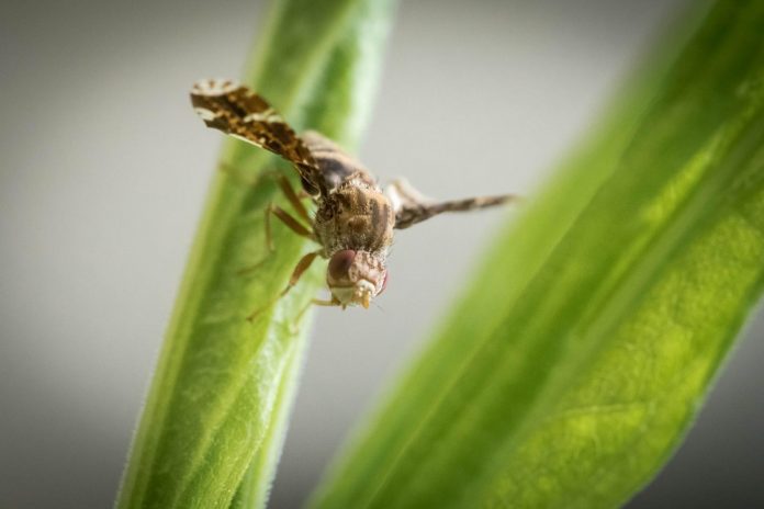Gall fly outmaneuvers host plant in game of "Spy vs. Spy"