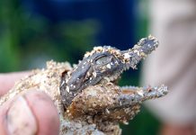 Genetic differences between global American Crocodile populations identified in DNA analysis (Study) Genetic differences between global American Crocodile populations identified in DNA analysis