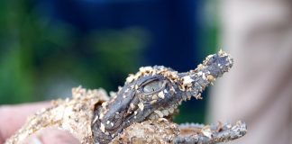 Genetic differences between global American Crocodile populations identified in DNA analysis (Study) Genetic differences between global American Crocodile populations identified in DNA analysis