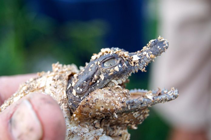 Genetic differences between global American Crocodile populations