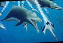 Giant ancient dolphin feasted on killer whales, Researchers Say Giant ancient dolphin feasted on killer whales, Researchers Say