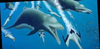 Giant ancient dolphin feasted on killer whales, Researchers Say Giant ancient dolphin feasted on killer whales, Researchers Say
