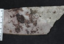 Growing up trilobite | EurekAlert! Science News (Study) Growing up trilobite | EurekAlert! Science News