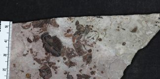 Growing up trilobite | EurekAlert! Science News (Study) Growing up trilobite | EurekAlert! Science News