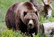 Humans driving grizzlies into the dark, Says New Study Humans driving grizzlies into the dark, Says New Study