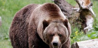 Humans driving grizzlies into the dark, Says New Study Humans driving grizzlies into the dark, Says New Study
