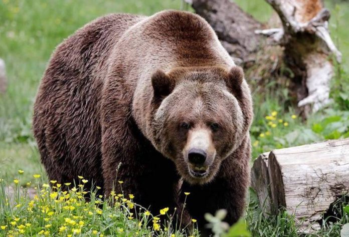 Humans driving grizzlies into the dark, Says New Study