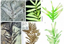 Jurassic fossils from northeastern China reveal morphological stasis in the catkin-yew (Study) Jurassic fossils from northeastern China reveal morphological stasis in the catkin-yew