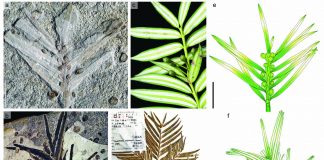 Jurassic fossils from northeastern China reveal morphological stasis in the catkin-yew (Study) Jurassic fossils from northeastern China reveal morphological stasis in the catkin-yew