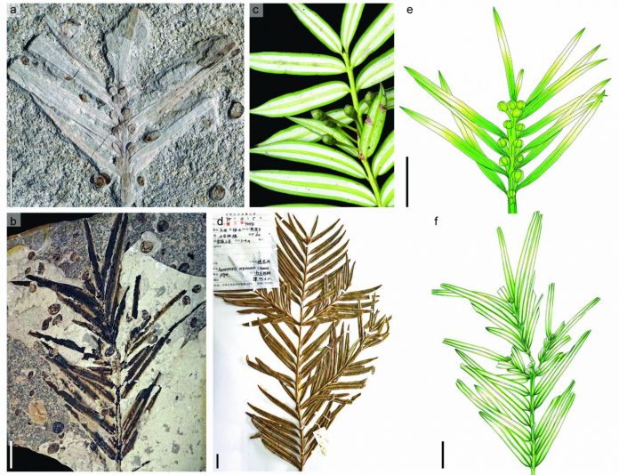 Jurassic fossils from northeastern China reveal morphological stasis in the catkin-yew