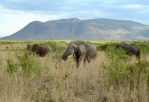 More ecosystem engineers create stability, preventing extinctions (Study) More ecosystem engineers create stability, preventing extinctions