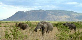 More ecosystem engineers create stability, preventing extinctions (Study) More ecosystem engineers create stability, preventing extinctions