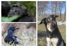 More than one cognition: A call for change in the field of comparative psychology (Study) More than one cognition: A call for change in the field of comparative psychology