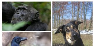 More than one cognition: A call for change in the field of comparative psychology (Study) More than one cognition: A call for change in the field of comparative psychology