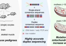 New mutations accumulate in reproductive cells of older mice (Study) New mutations accumulate in reproductive cells of older mice