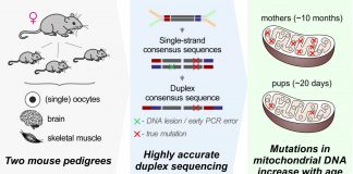 New mutations accumulate in reproductive cells of older mice (Study) New mutations accumulate in reproductive cells of older mice
