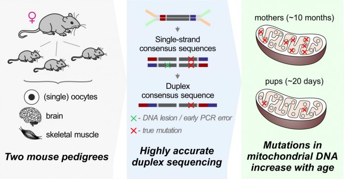 New mutations accumulate in reproductive cells of older mice