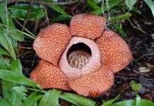 New research reveals ‘time-tree’ of Earth’s flowering plants New research reveals ‘time-tree’ of Earth’s flowering plants