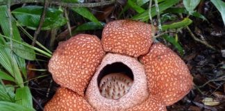New research reveals ‘time-tree’ of Earth’s flowering plants New research reveals ‘time-tree’ of Earth’s flowering plants