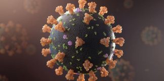 Report: Studying COVID-19’s envelope protein Report: Studying COVID-19's envelope protein