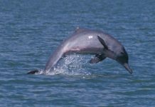 Research finds rare dolphins are thriving in waters off Townsville Research finds rare dolphins are thriving in waters off Townsville
