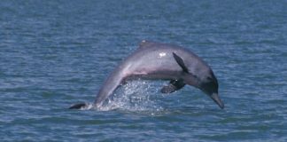Research finds rare dolphins are thriving in waters off Townsville Research finds rare dolphins are thriving in waters off Townsville