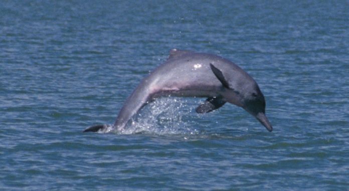 Research finds rare dolphins are thriving in waters off Townsville