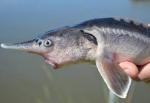Researchers Accidentally Create Paddlefish-Sturgeon Hybrid Researchers Accidentally Create Paddlefish-Sturgeon Hybrid