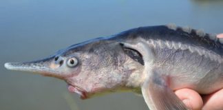 Researchers Accidentally Create Paddlefish-Sturgeon Hybrid Researchers Accidentally Create Paddlefish-Sturgeon Hybrid