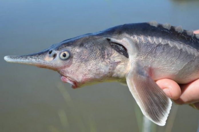 Researchers Accidentally Create Paddlefish-Sturgeon Hybrid