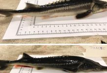 Researchers ‘accidentally’ create new species of fish called sturddlefish Researchers 'accidentally' create new species of fish called sturddlefish