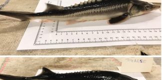 Researchers ‘accidentally’ create new species of fish called sturddlefish Researchers 'accidentally' create new species of fish called sturddlefish