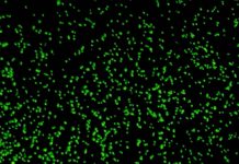 Researchers revive 100 million-year-old microbes from deep under seafloor Researchers revive 100 million-year-old microbes from deep under seafloor