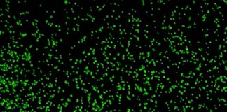 Researchers revive 100 million-year-old microbes from deep under seafloor Researchers revive 100 million-year-old microbes from deep under seafloor