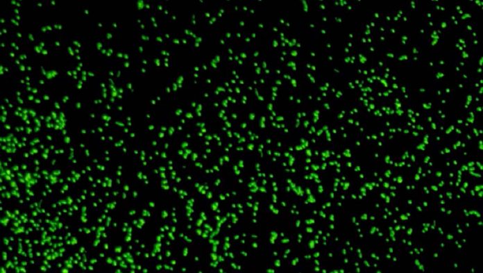 Researchers revive 100 million-year-old microbes from deep under seafloor