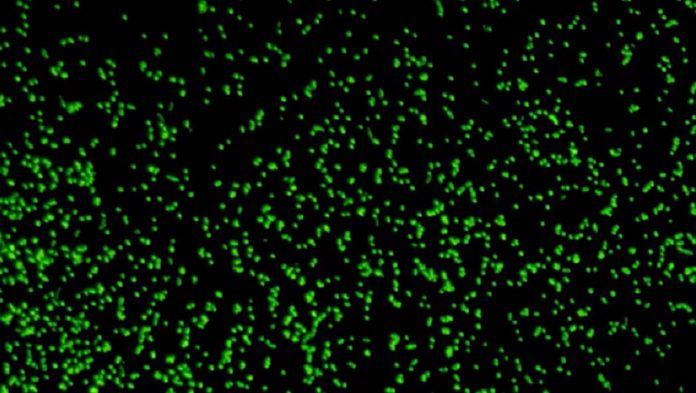 Researchers revive 100 million-year-old microbes from deep under seafloor