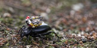 Scientists find the further they go, the stronger mountain pine beetles’ signal gets Scientists find the further they go, the stronger mountain pine beetles’ signal gets